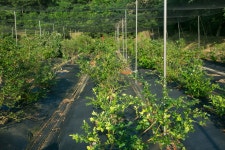 울산 무룡동 달곡마을 - 국립민속박물관 민속현장조사 울산 무룡동 달곡마을