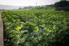 울산 무룡동 달곡마을 - 국립민속박물관 민속현장조사 울산 무룡동 달곡마을