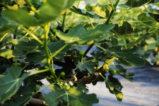 울산 무룡동 달곡마을 - 국립민속박물관 민속현장조사 울산 무룡동 달곡마을