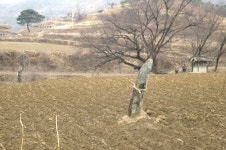 경북지방 장승ㆍ솟대신앙 - 국립민속박물관 민속현장조사 경북지방 장승ㆍ솟대신앙