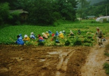 한국의 두레 - 국립민속박물관 민속현장조사 한국의 두레