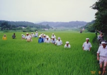 한국의 두레 - 국립민속박물관 민속현장조사 한국의 두레
