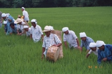 한국의 두레 - 국립민속박물관 민속현장조사 한국의 두레