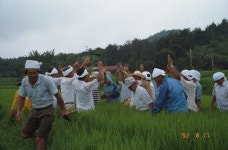 한국의 두레 - 국립민속박물관 민속현장조사 한국의 두레