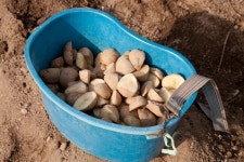 강원도 산간 지역의 땟거리 옥수수, 감자, 메밀 - 국립민속박물관 민속현장조사 강원도 산간 지역의 땟거리 옥수수, 감자, 메밀