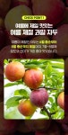산지직송 제철 자두 2kg (소/25과 내외)