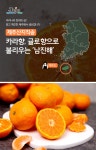 [올찬] 남진해 대과 3kg (13~24과 내외) - NS홈쇼핑