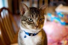 しくはお ヤフオク! オリンパス ペンFV 38/1.8 - #G3490 イレブン