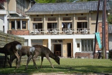 Reviews for Mountain Home Lodge in Deer Park, Nara Mountain Home Lodge in Deer Park in Nara