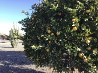 선 시티 Sun City listing! Paradise awaits! 55+ Community! 이용 후기 선 시티에 있는 Sun City listing!  Paradise awaits!  55... 