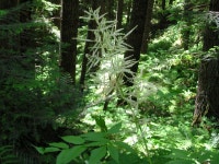 Flickriver: Photoset Hikes03 Granite Mtn by brewbooks