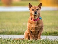 Flickriver: Ryan Jeskes photos tagged with pet