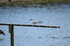 Common Tern - a photo on Flickriver