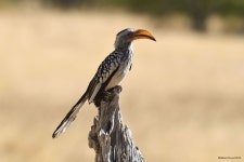 Yellow-Billed Hornbill - a photo on Flickriver