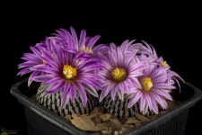 Turbinicarpus pseudopectinatus - a photo on Flickriver