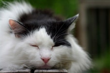 Sleepy Oscar - a photo on Flickriver