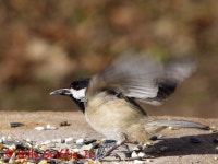 The Yard Birds Thread - Page 5 - PentaxForums.com