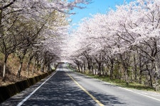 벚꽃길 Cherry brossom road - a photo on Flickriver