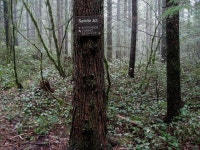 Flickriver: Photoset Hikes10 Cedar Butte 14 Feb by brewbooks