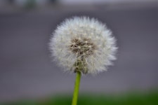 Dandelion - a photo on Flickriver