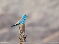 Flickriver: gilgit2s photos tagged with birds