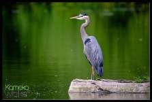 The 300mm plus lens Club discuss your long lenses. - Page 843 - PentaxForums.com