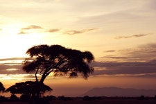  AMBOSELI National Park | Kenya - SkyscraperCity