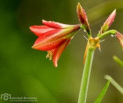HD PENTAX DA 560 mm f/5,6 ED AW - PentaxForums.com