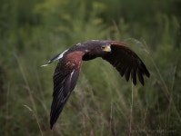 Flickriver: Susan Newgewirtzs photos tagged with flying