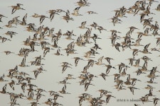 Black-tailed Godwit, Limosa limosa - a photo on Flickriver