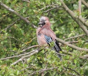 Flickriver: KHR Imagess photos tagged with drayton