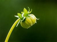 Flower bud - a photo on Flickriver