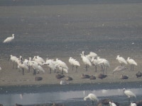 Flickriver: Photoset 2015-8-16  저어새섬의 저어새들. by jonghakpark50