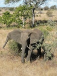 Flickriver: faun070s photos tagged with kruger