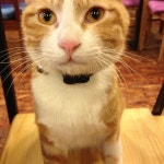 달나라고양이 - 구의1동 - 광진구 아차산로51길 73에서의 사진