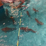 ジャンボ釣船 つり吉 - Naniwa-Ku, Osaka에서 해산물 전문점일에서의 사진