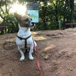 봉제산 정상( 봉수대 ) - 화곡본동 - 서울특별시, 서울특별시에서의 사진