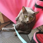 다온 동물병원 - 중곡3동 - 서울특별시, 서울특별시에서의 사진