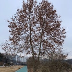 탄천산책로: 양현교~서현교 - 분당구 양현로에서의 사진