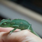 쩡글 - 부천시에서 애완동물 용품점일 쩡글