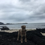 평대리해수욕장 - 방문자 199명의 팁 1개에서의 사진