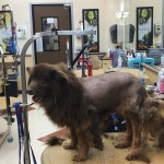 PetSmart - Oakwood - 4101 Oakwood Blvd에서의 사진