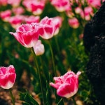 벽초지문화수목원 - 공원에서의 사진