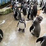 Marwell Zoo - Colden Common - 팁 27개 Marwell Zoo