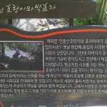 박태성 효자비 - 덕양구 효자동 91-3 박태성 효자비