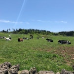 아침미소목장 - 월평동 - 첨단동길 160-20에서의 사진