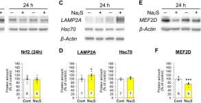 Figure 2 from D-Cysteine Activates Chaperone-Mediated Autophagy in Cerebellar Purkinje Cells via the Generation of Hydrogen... 