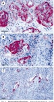 Design and Use of a Phage Display Library | Semantic Scholar