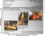 [PDF] Regional and local controls on historical fire regimes of dry forests and woodlands in the Rogue River Basin, Oregon, USA... 