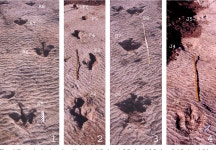 [PDF] Theropod trampled bedding plane with laboring trackways from the Upper Cretaceous Abdrant Nuru fossil site, Mongolia... 